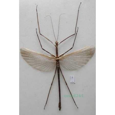 Phasma2 sp. Indonesia, Irian 125mm5